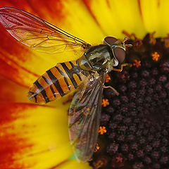 фото "~Воспоминания о лете~ (Episyrphus balteatus)"