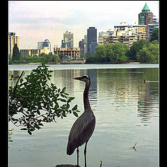 photo "city bird"