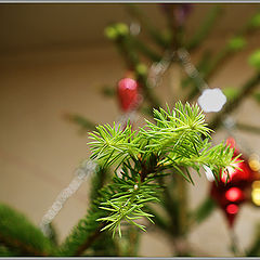 photo "Month after New Year"