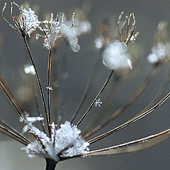 photo "Cocktail "Autumn with ice""