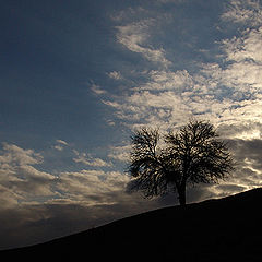 photo "Tree in the clouds"