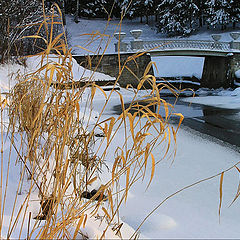 photo "Pavlovsk " The pig-iron bridge ""