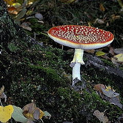 фото "red mushroom"