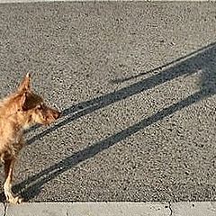 фото "The dog and the shadow"