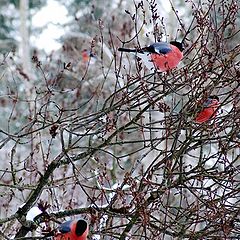 photo "Winter "flowers""