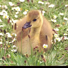 фотоальбом "WILD LIFE AND PETS"