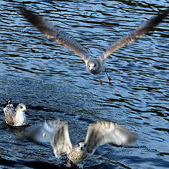 фото "Starts at Ladoga Lake"