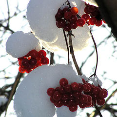 photo "Snow Hats"