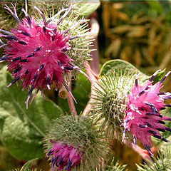 photo "Russian cactus"