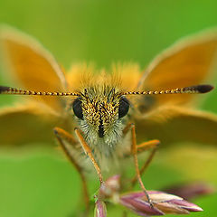 photo "~Butterfly~"