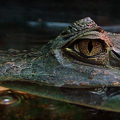 photo "Smile...)     (Cayman crocodile)"