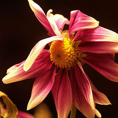 photo "Flower"