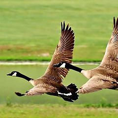 photo "Twin Take-off"