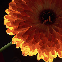 photo "Dahlia"