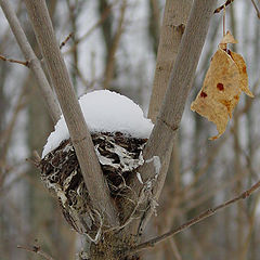 фото "Зимовка"