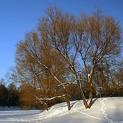 фото "2005. Зимний этюд-1"