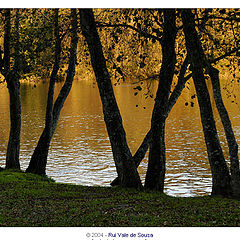 photo "branches..."