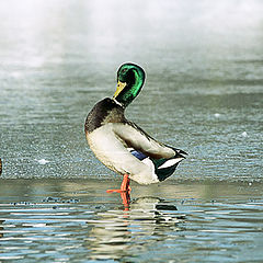 photo "Handsome duck"