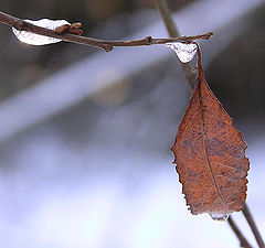 photo "season of ice"