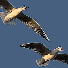 photo "Gull in flight 3"