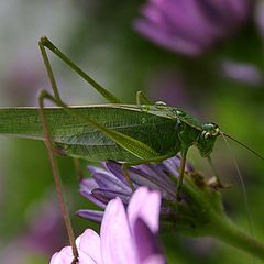 photo "Up close and personal !"