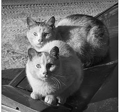 фото "street cats"