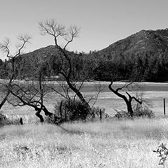 photo "Dry Summer"