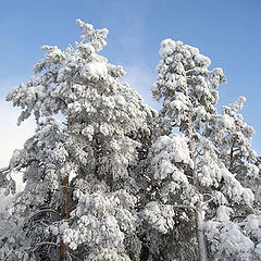 photo "Winter beauty"