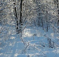 фото "В лесу"