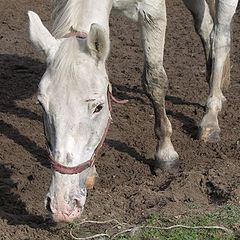 photo "Horse"