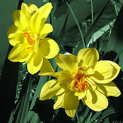 photo "Sunflowers"