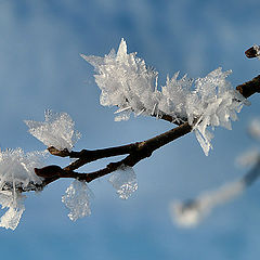photo "Icebuds"
