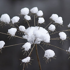 фото "Winter flower"