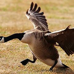 photo "Wild Landing"