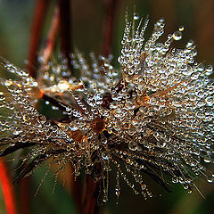 photo "The crystal order of a dandelion."