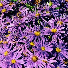 фото "Aster."