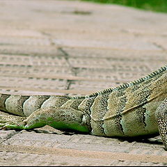 photo "Iguana"