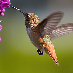 фото "Hummingbird Flying(Calypte anna" Anna`s Hummingbir"