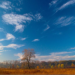 photo "orange"