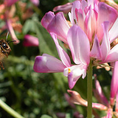 photo "Finally the nectar!"