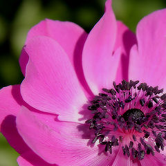 фото "Anemone II"