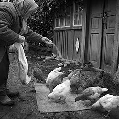 photo "About feeding of poultry"