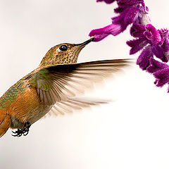 фото "Silk Wings "Rufous Hummingbird""