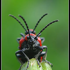 photo "~Bugs 1~"