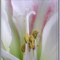 photo "Stamens"