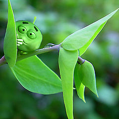 photo "In the beginning they are green ... later they are"