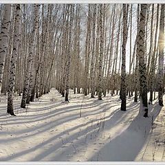 фото "Зимнее утро в березовой роще"