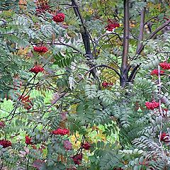 photo "Mountain ash"