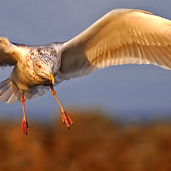 photo "Gull 5"