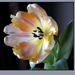 photo "Hybrid tulip"